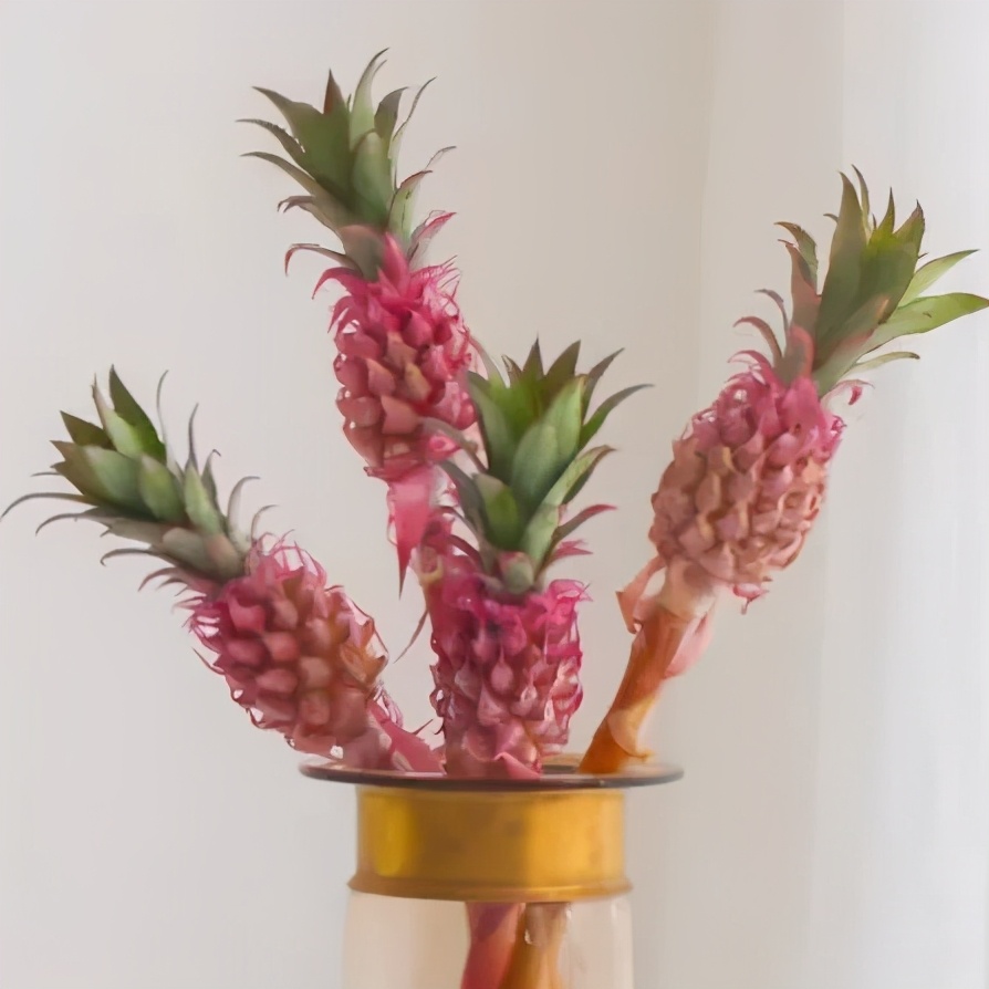 经验贴分享视频,鲜切花非洲菊的养护方法