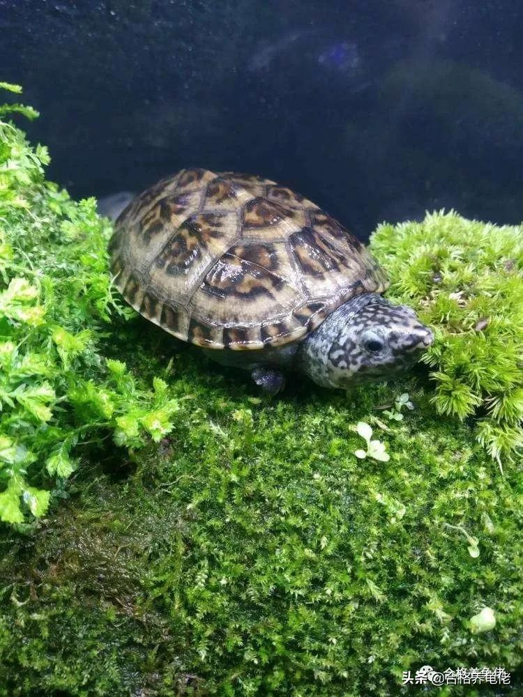 龟生病之前会出现哪几个现象,龟拒食不下水怎么办