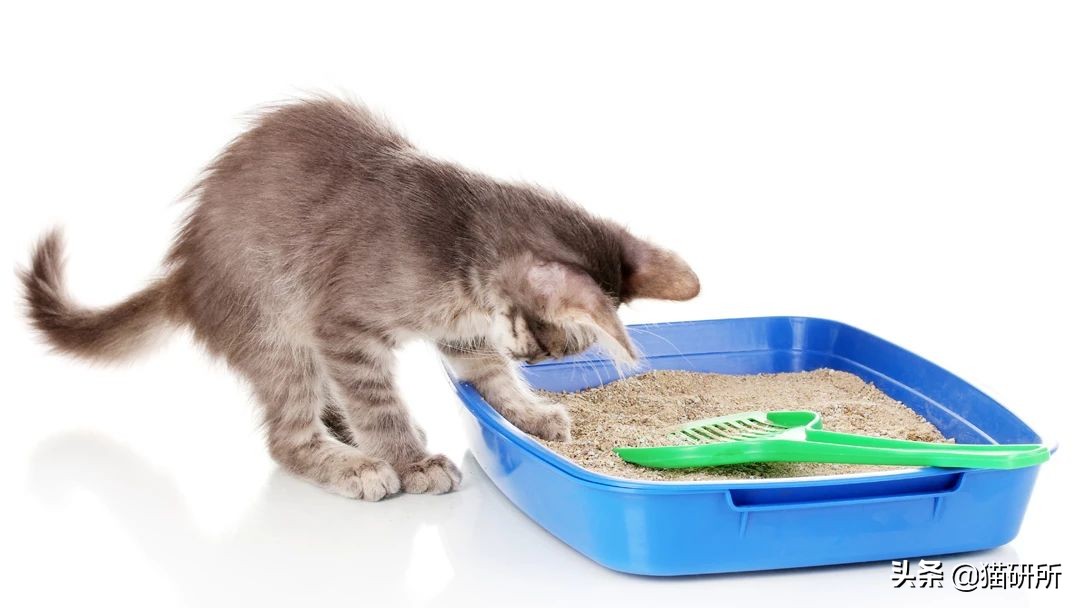 猫砂盆买什么样的最好,猫砂盆选什么的最合适