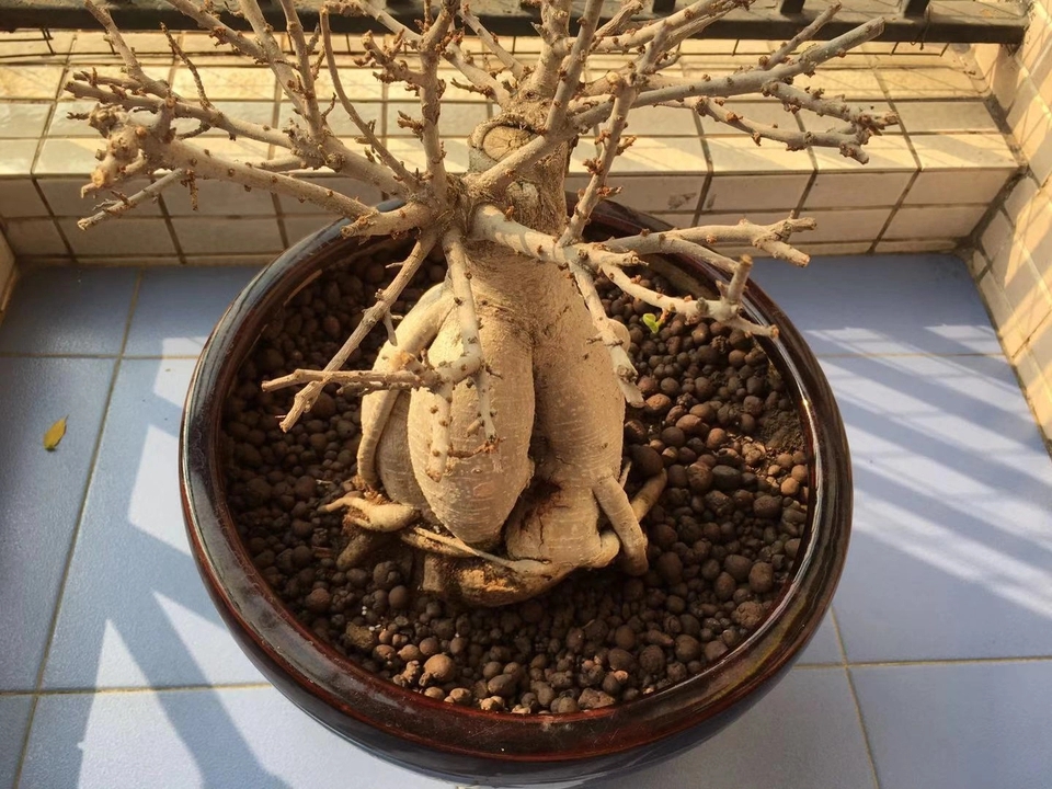 人参榕换盆后掉叶子了怎么办,人参榕烂根换盆正确方法