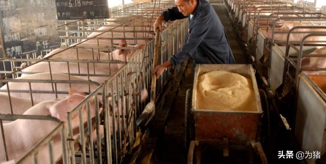 母猪怀孕流产症状,母猪孕前期流产有什么症状