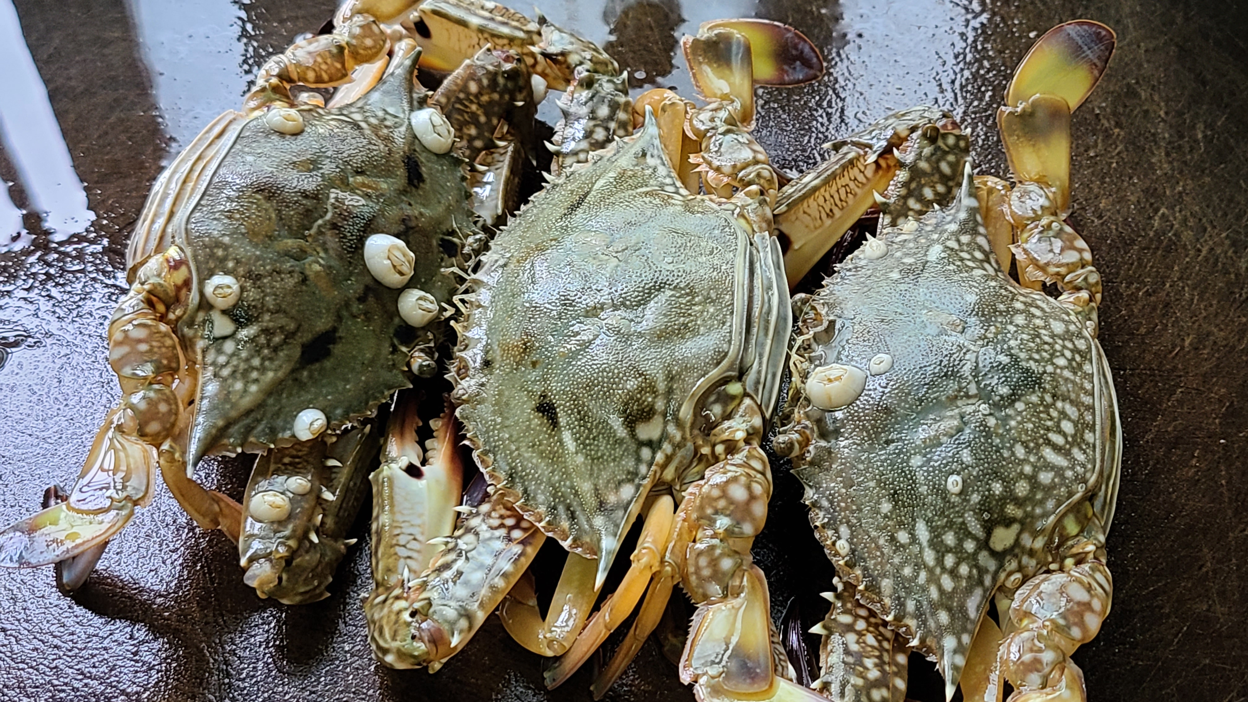 螃蟹的4种做法简单又美味,醉螃蟹怎么做好吃鲜美