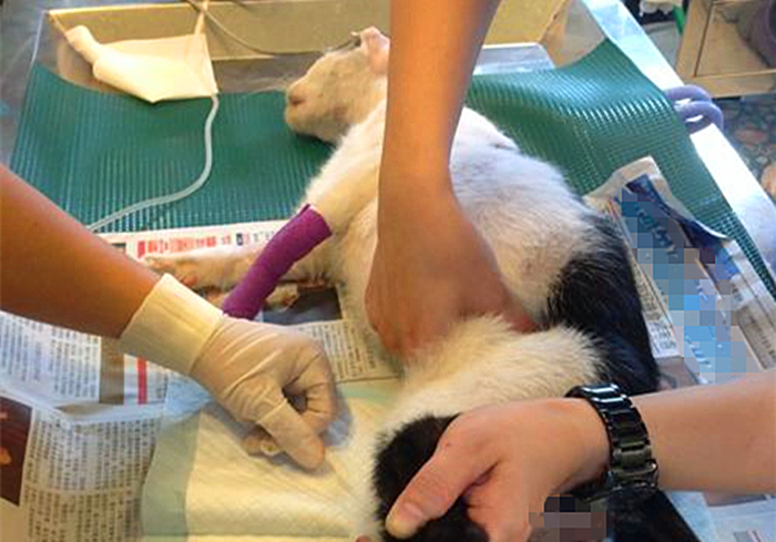 猫咪饮水是什么原因,猫咪饮水过多