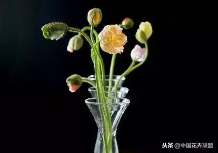 100种鲜花的花语樱花,100种不同花的花语