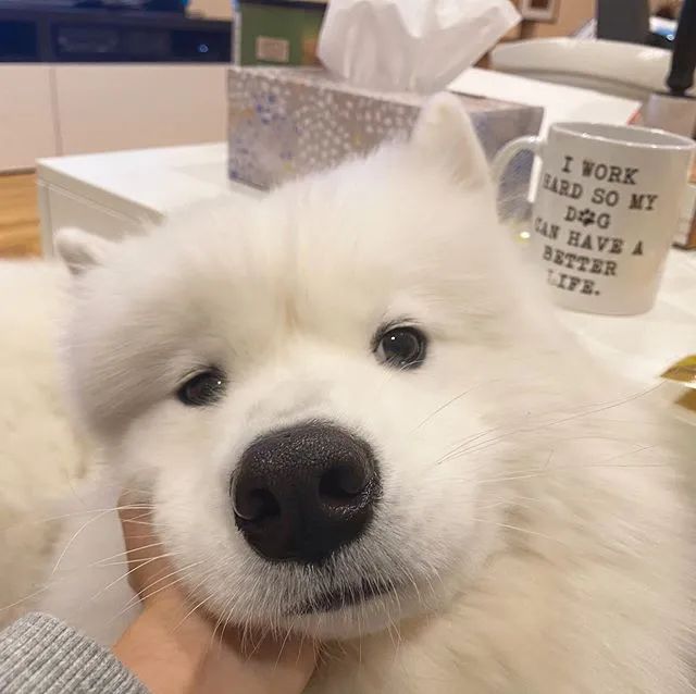 一只很乖很粘人的萨摩,萨摩粘人吗