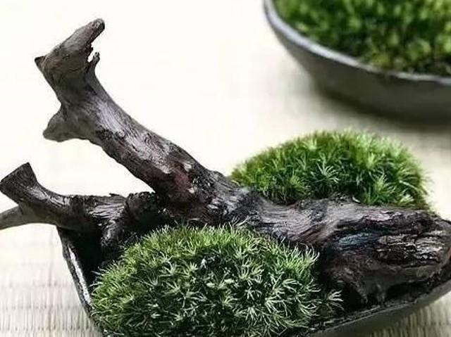 小苔藓最佳治疗方法,小型苔藓微景观怎么养