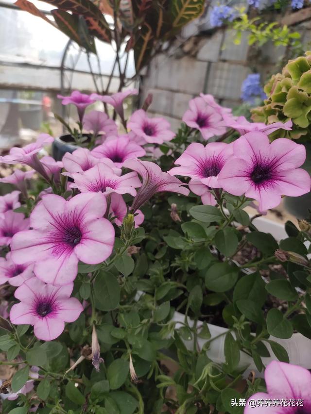 家庭养花如何给土壤消毒,家庭养花灭蚜虫