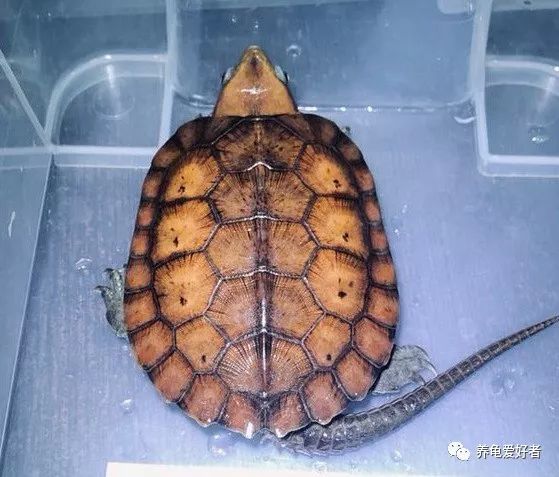 乌龟暴毙的几个原因,养了几年的乌龟突然死是什么原因