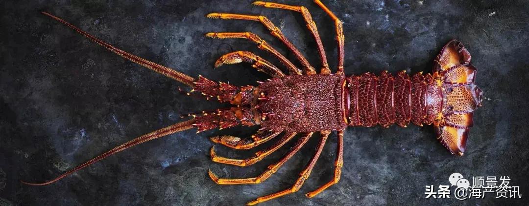 各国海鲜大盘点,今年过年最值得入手的海鲜