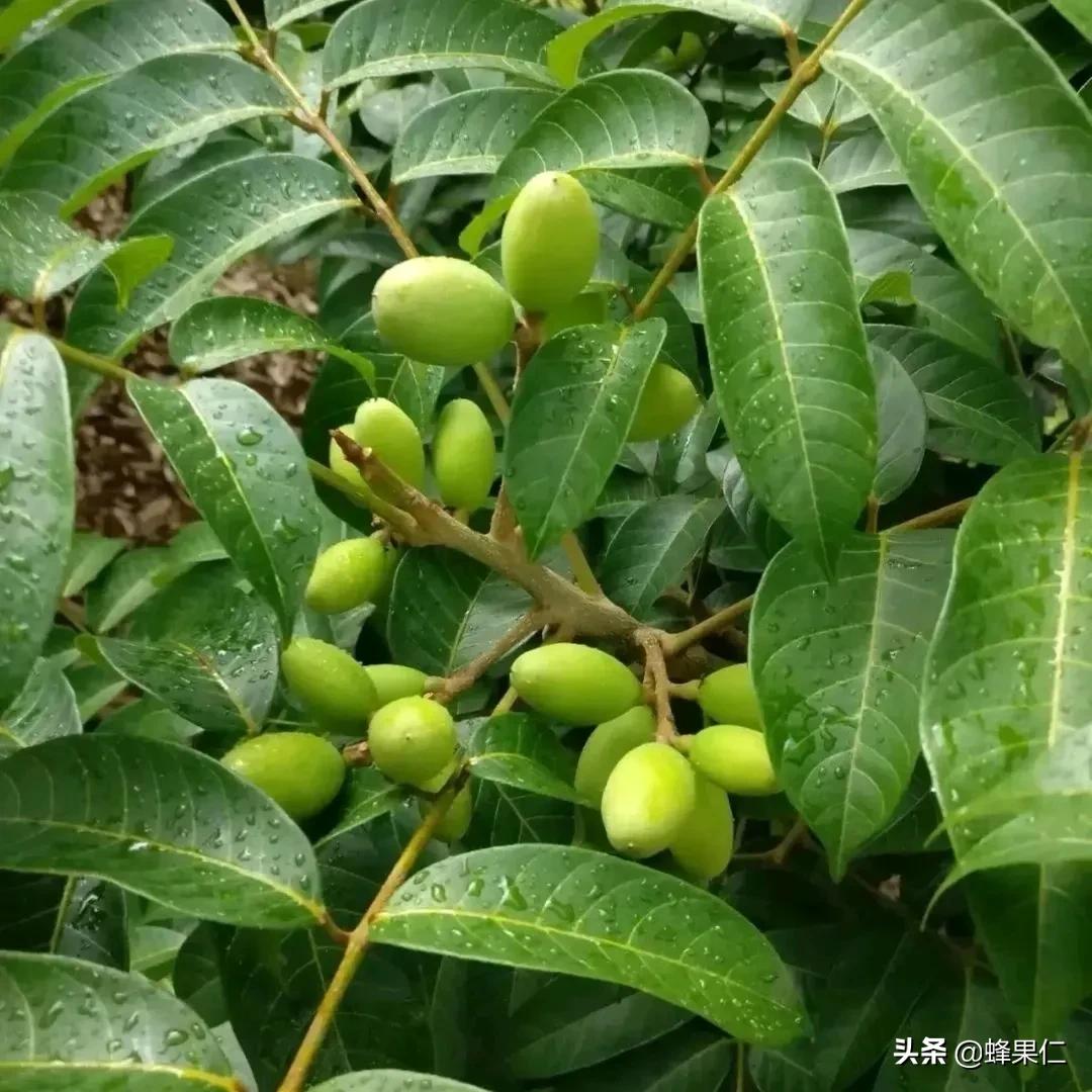 农村的所有野果,农村常见50种野果