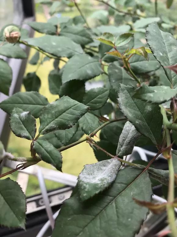 养花土如何杀菌除虫,月季生虫自制杀虫水