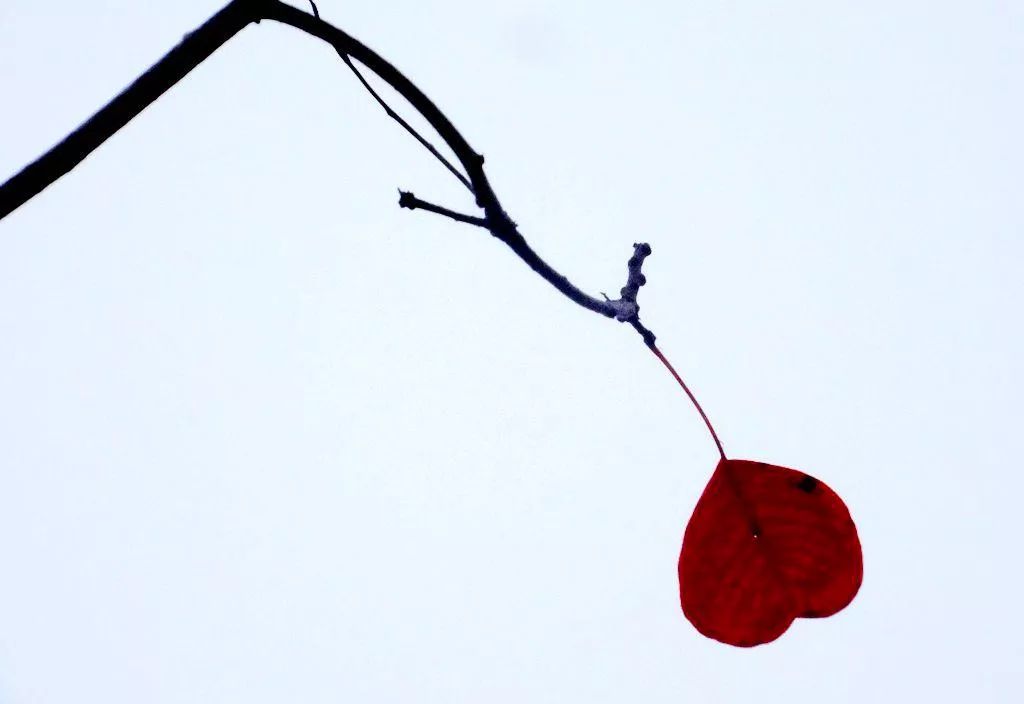 秋天正好拍水墨中国风，你试试这些题材