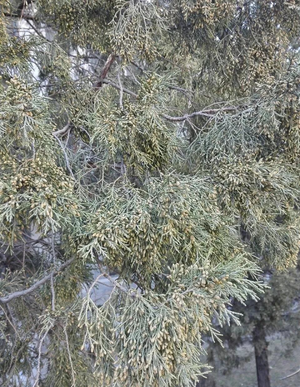 圆柏过敏症状图片,喷嚏是过敏鼻炎引起的吗