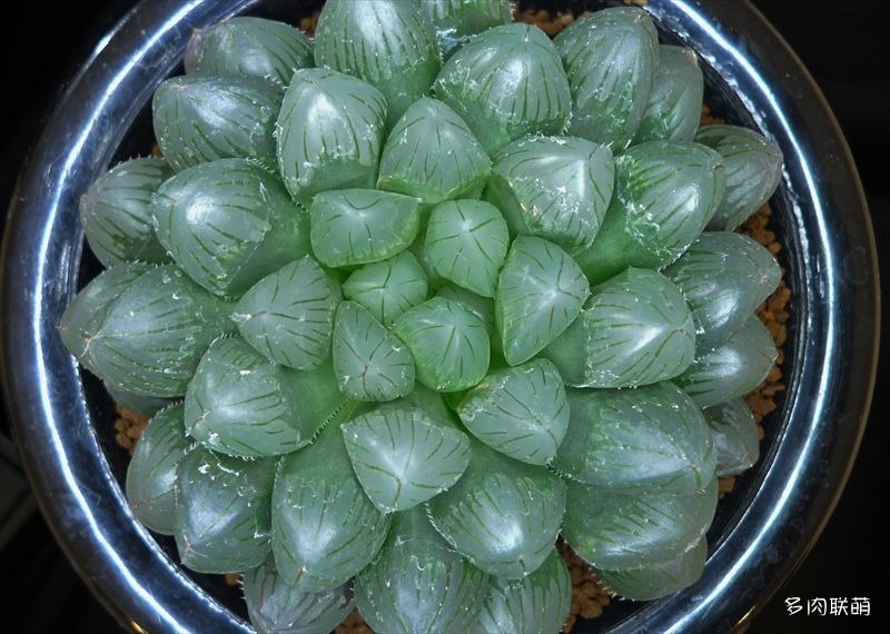 多肉玉露寿的品种图鉴,多肉植物欣赏