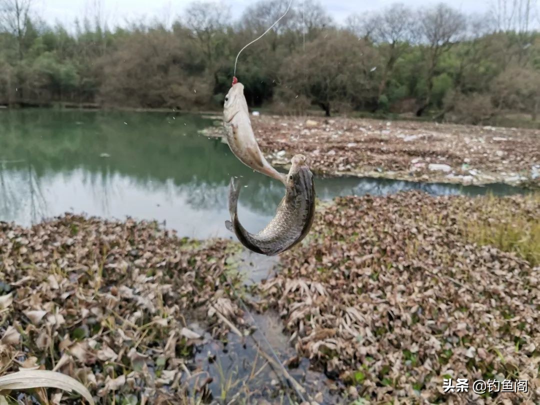 钓到大鲫鱼并非偶然,野钓钓到大鱼的几率大吗