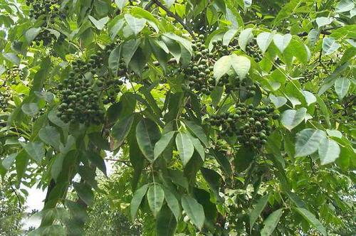 黄菠萝幼苗生长期,黄菠萝的种植方法和注意事项