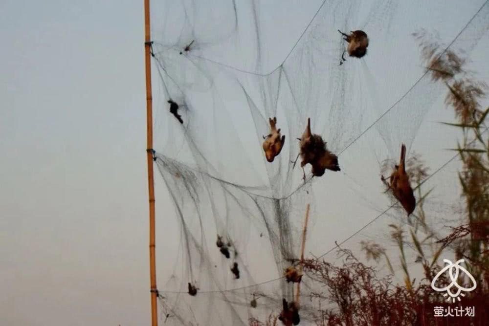 杀穿山甲时，下面会有一碗白米饭接着留下来的血|野味帝国