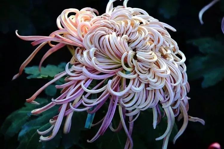 花中四君子菊花,花中四君子菊花的简介