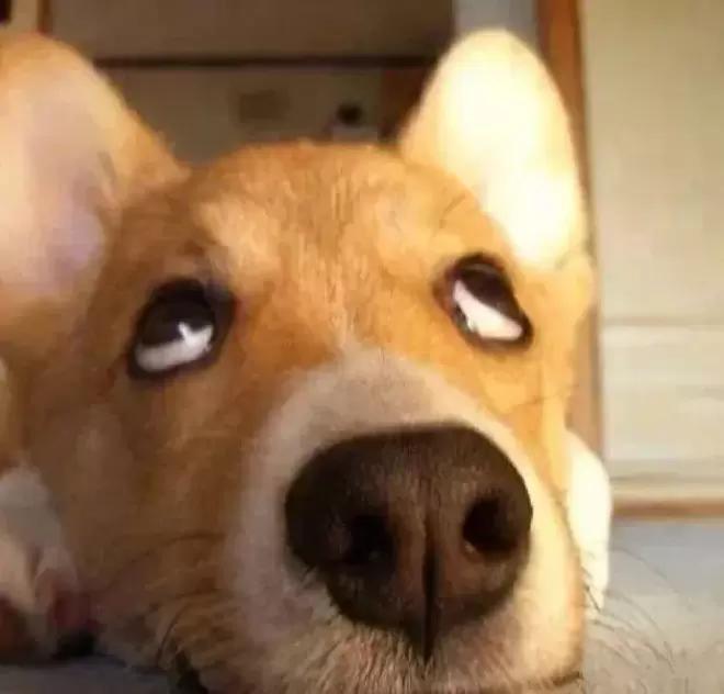 霍尊微博宣布退圈，茶里茶气还想洗白？结果还被陈露再次打脸