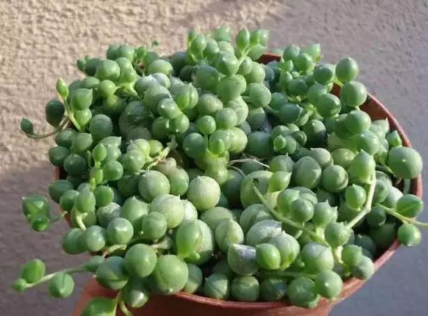 推荐轻松玩转100种常见多肉植物,700种多肉植物图鉴pdf百度云