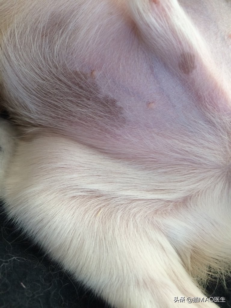 犬皮肤发黑怎么治疗,犬皮肤黑色素沉着