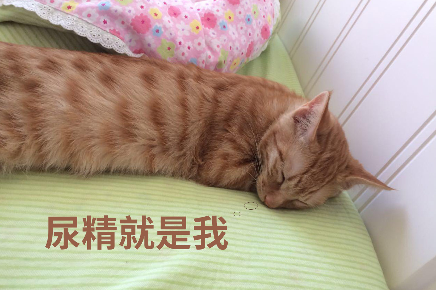 防猫咪撒尿地毯,猫咪总在地毯上撒尿臭味怎么去除