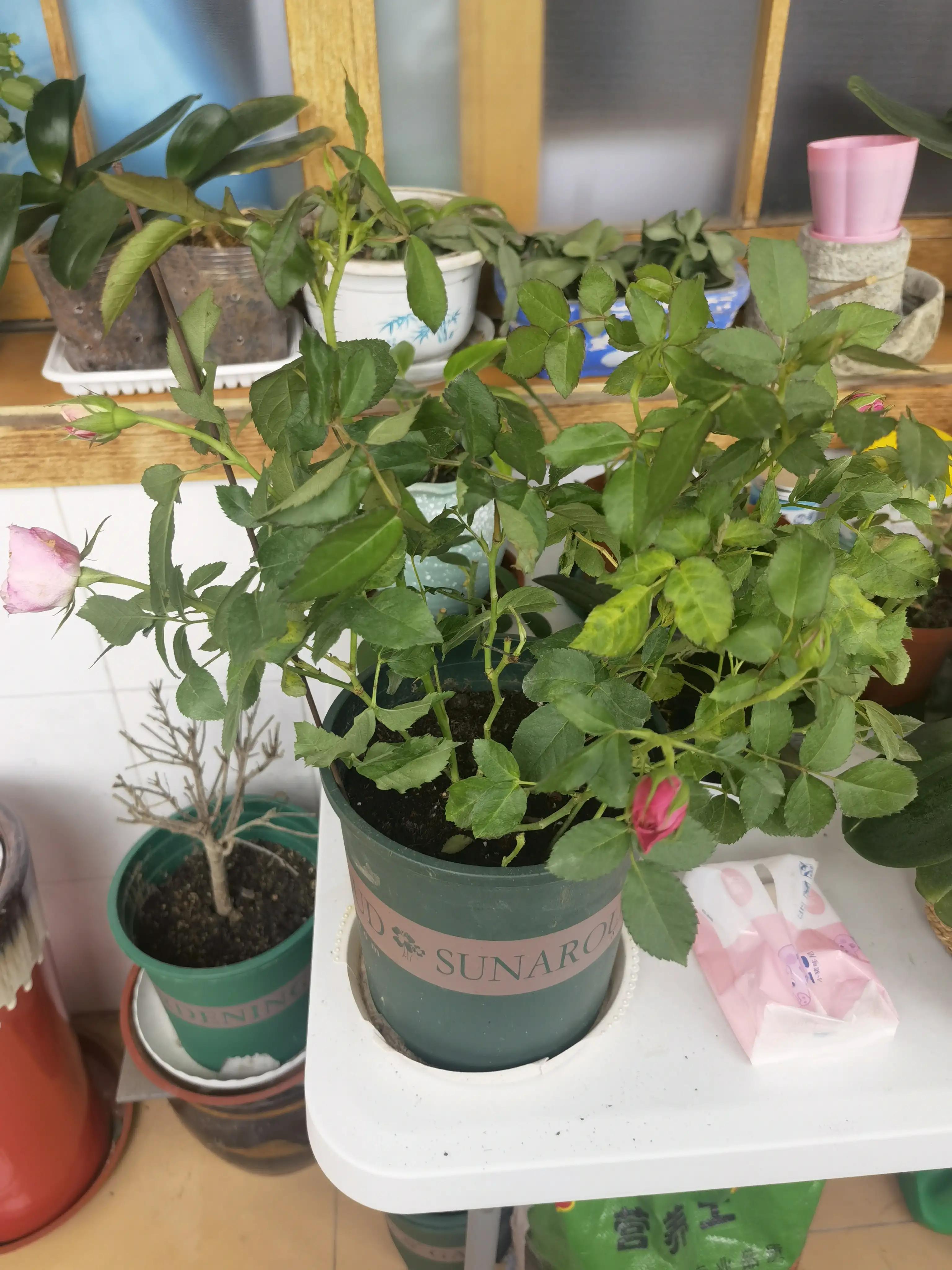 月季怎么买靠谱,月季开箱