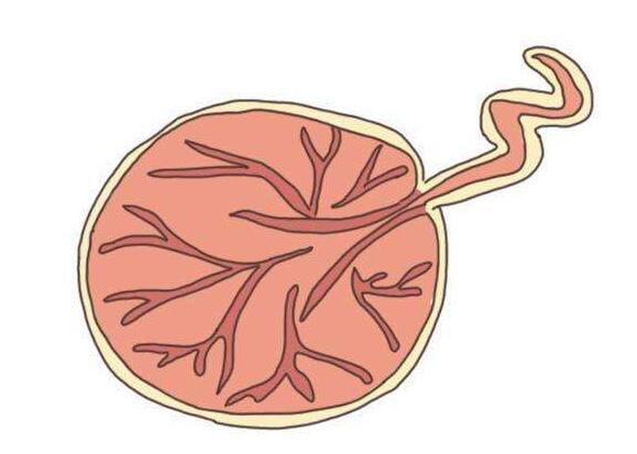 辟谣孕妇专用护肤品,辟谣营养专家最想澄清的5个传言