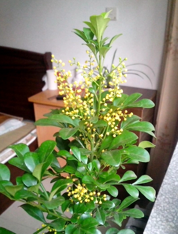 盆栽米兰花怎样过冬,怎么养米兰花盆栽