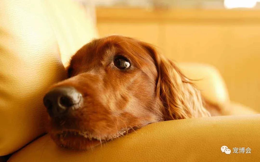 宠物所有特性,宠物的行为和特点