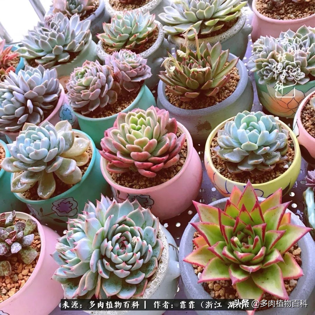 包邮区多肉度夏养护心得,阳台党养多肉怎么度夏