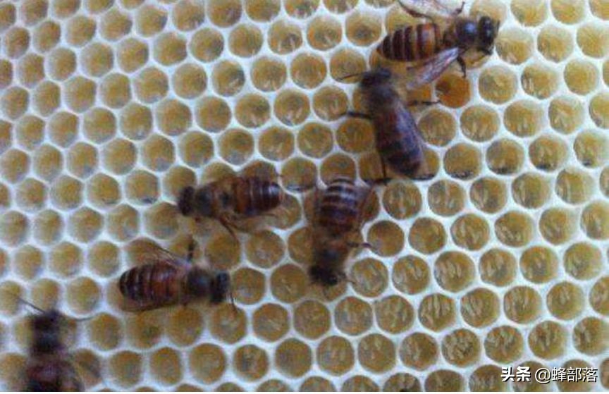 土养蜂怎么治疗巢虫,土蜂工蜂产卵最好解决方法