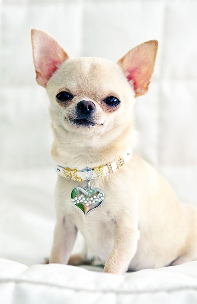 狗狗品种大全及介绍了解一下,狗狗品种怎么挑选最好看