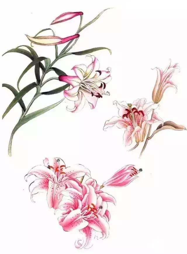 工笔百合花朵设色步骤,工笔重彩油画百合