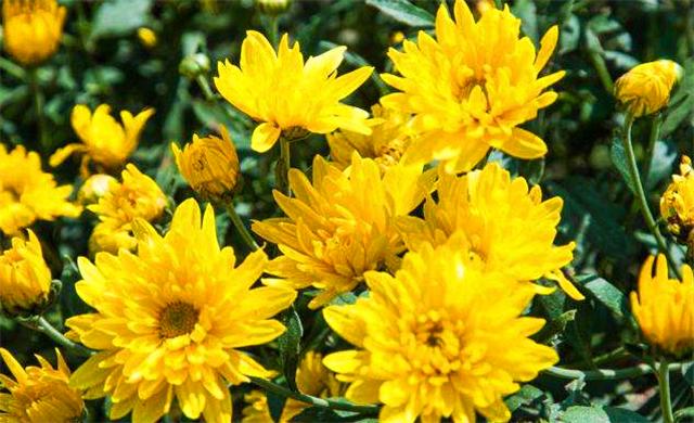 关于菊花姿态优美的诗句,描写菊花诗句经典语录