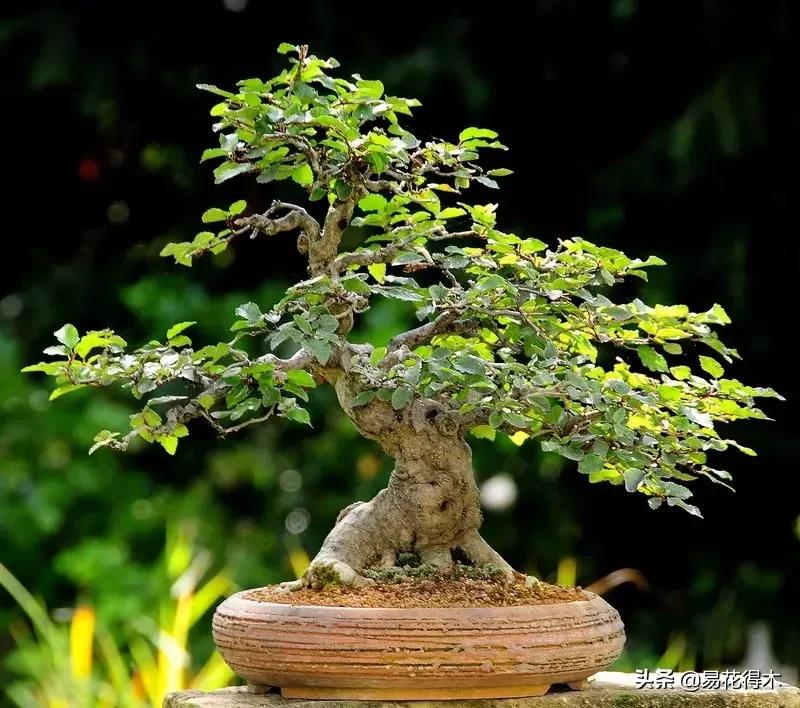 千金榆鹅耳枥盆景,千金榆和鹅耳枥苗