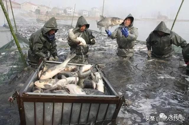 鱼体表粘液增多是怎么回事,鱼粘液起什么作用