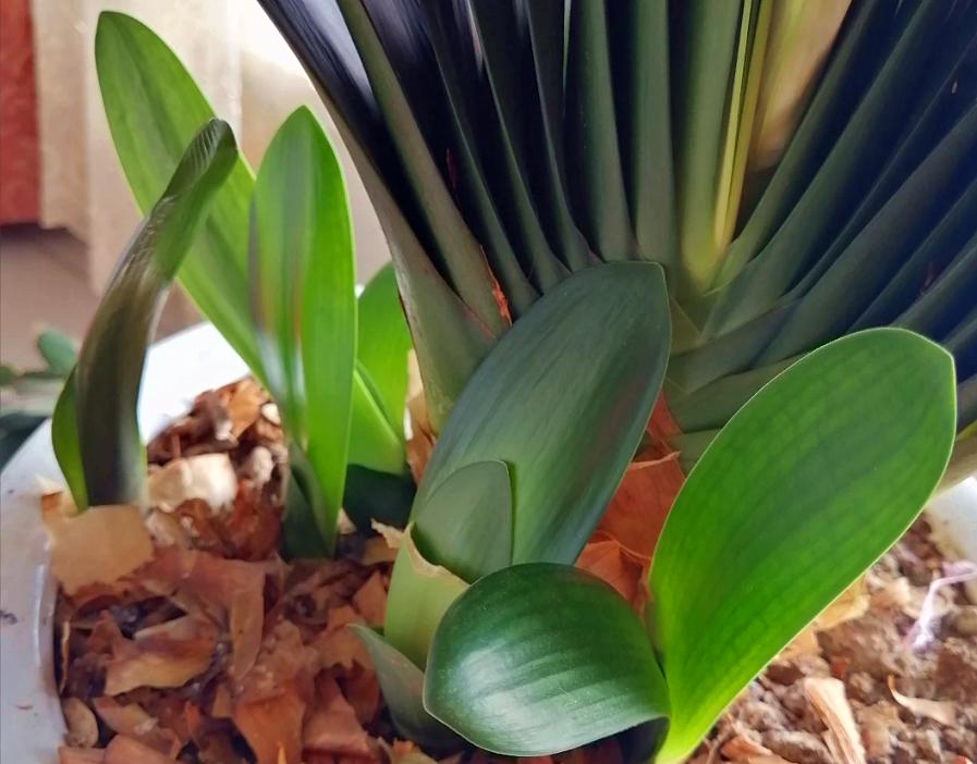 怎样使抹头君子兰出芽子多,大君子兰长出多个小苗怎么办