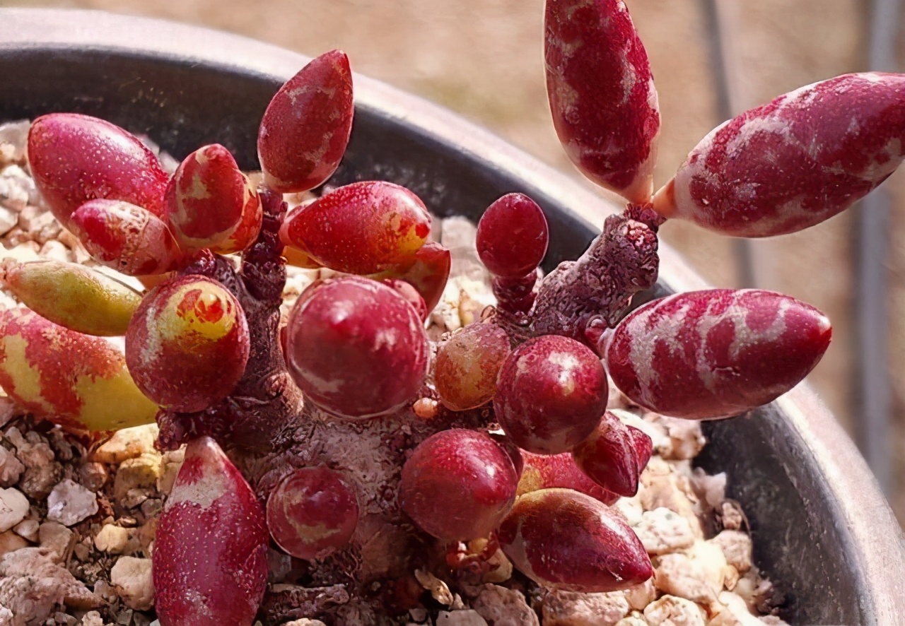 叶片有暗纹的多肉品种,全部水泡类多肉叶片