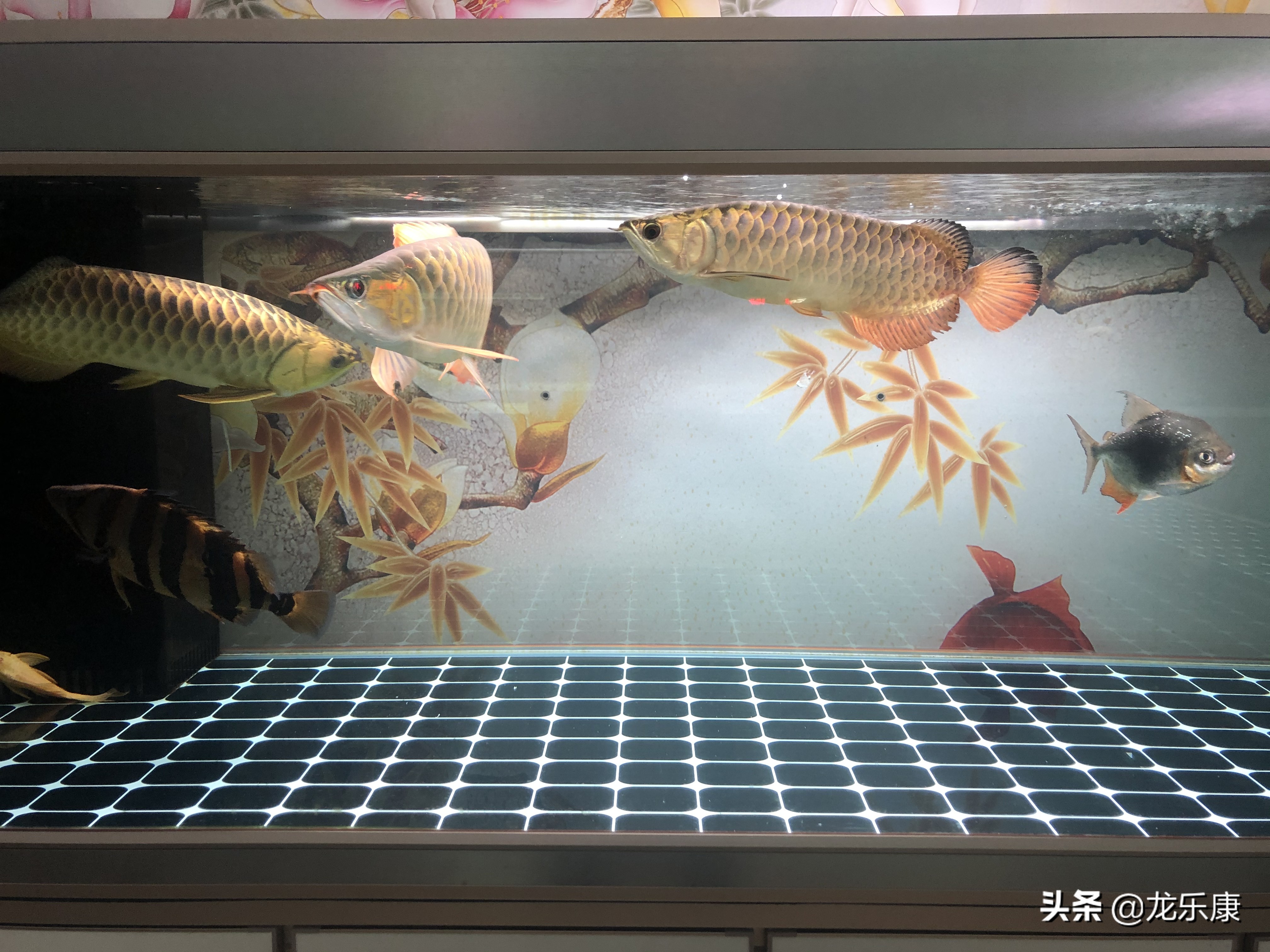 龙鱼每日小喂还是多日大喂,龙鱼不吃东西撞缸