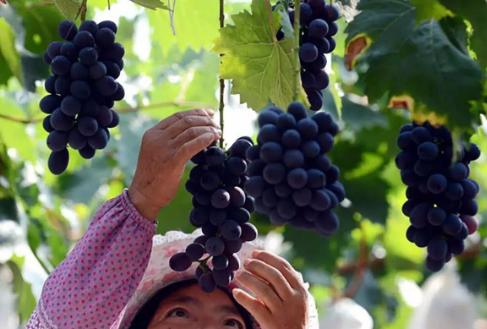 葡萄酒做法自酿全过程7天,三分钟了解葡萄酒的酿造全过程