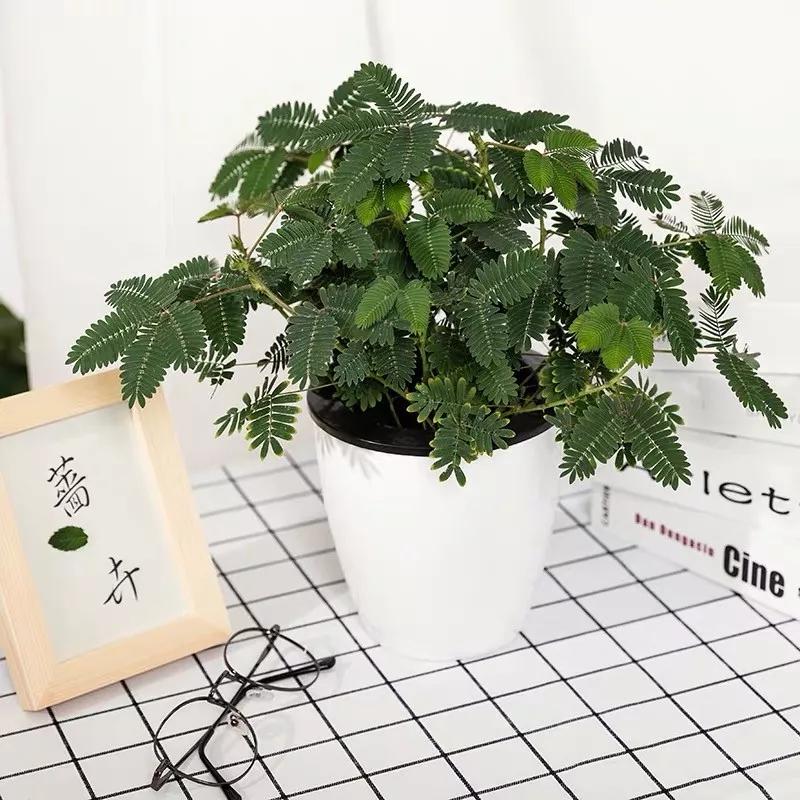 十二生肖对应的幸运花是什么花,十二生肖各该种什么花