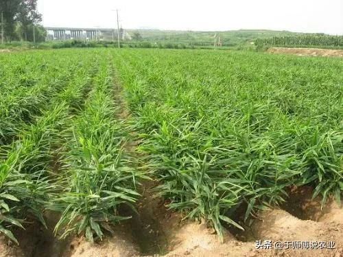 大姜在小培土前后，为什么根腐烂脖子会特别严重呢？