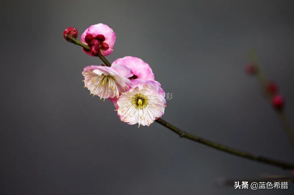 拍梅花构图技巧,梅花拍人物照姿势技巧大全