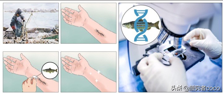 婴儿针的功效和价位,婴儿针是生长因子吗