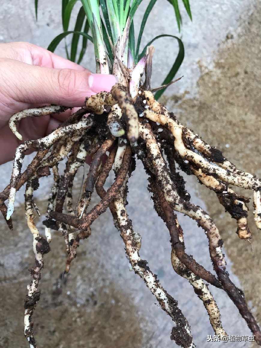 名贵兰花好养易活精品花苗盆栽,最适合贵州阳台种植的兰花