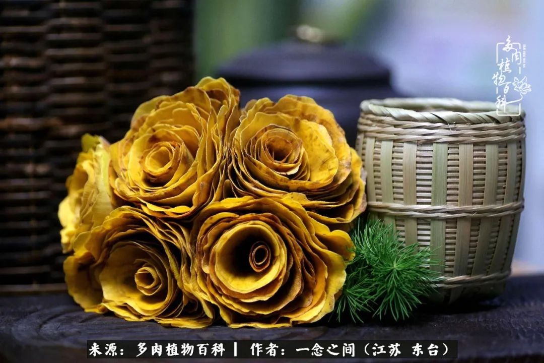 一见多肉误终生,一见多肉误终生从此钱包成路人