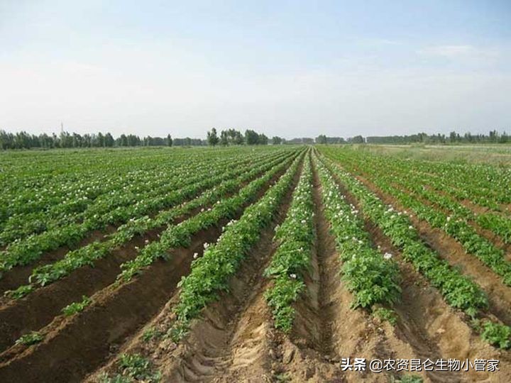 土豆腐烂病最佳治疗方法,土豆烂根怎么治最快