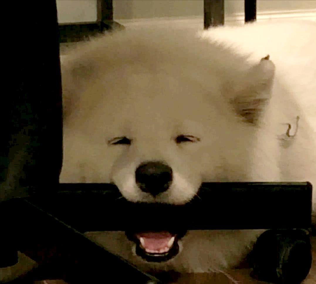 萨摩耶可爱背后的真相你了解吗,养萨摩耶的真实心酸