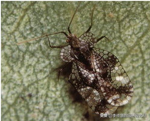 防止园林虫害的方法,园林虫害及防治汇总表